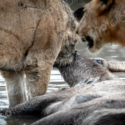 A dead waterbuck, Kobus ellipsiprymnus, lies in water and two lions feed on the carcass. A dead waterbuck, Kobus ellipsiprymnus, lies in water and two lions feed on the carcass.