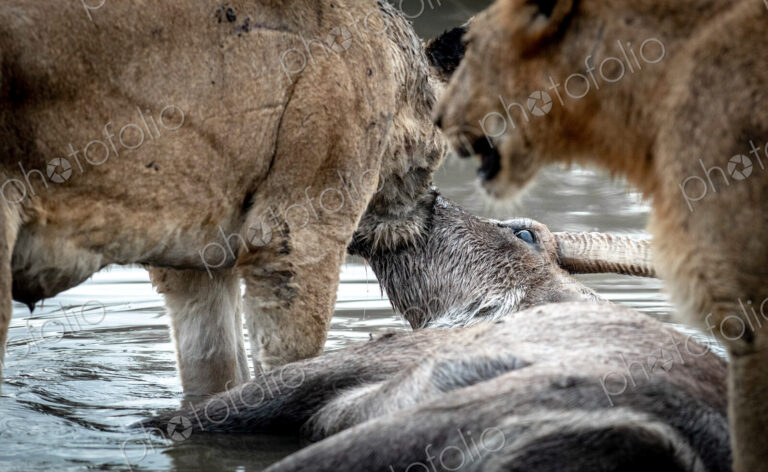 A dead waterbuck, Kobus ellipsiprymnus, lies in water and two lions feed on the carcass.