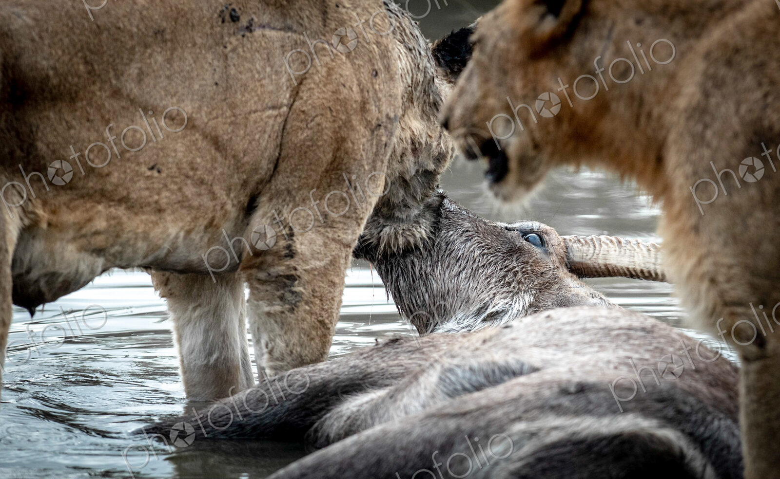 A dead waterbuck, Kobus ellipsiprymnus, lies in water and two lions feed on the carcass.