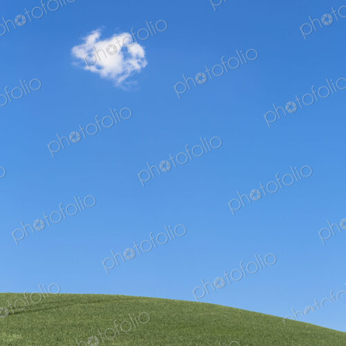 A delicate small cloud high in the sky over field of lush, green wheat, near Pullman.