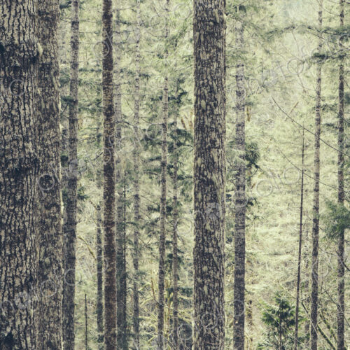 A dense forest of green, moss covered trees of old growth cedar, fir and hemlock in a… A dense forest of green, moss covered trees of old growth cedar, fir and hemlock in a…