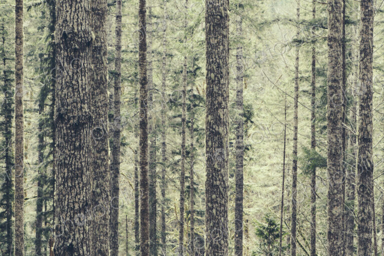 A dense forest of green, moss covered trees of old growth cedar, fir and hemlock in a…