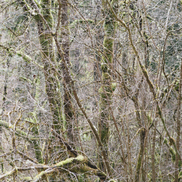 A dense forest of green, moss covered trees of vine maple, alder, cedar and fir in a…