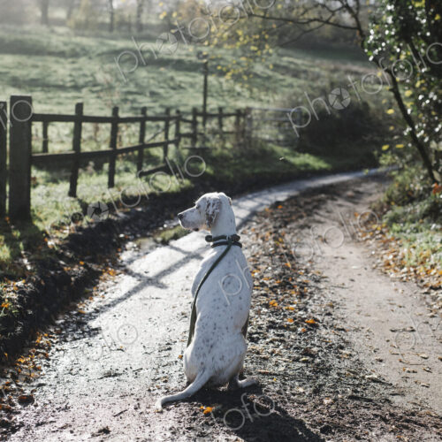 A dog on a country lane in winter. A dog on a country lane in winter.