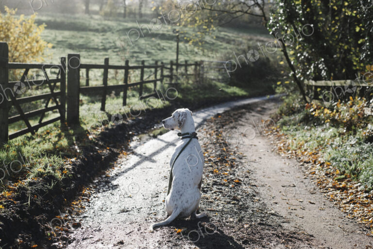 A dog on a country lane in winter.