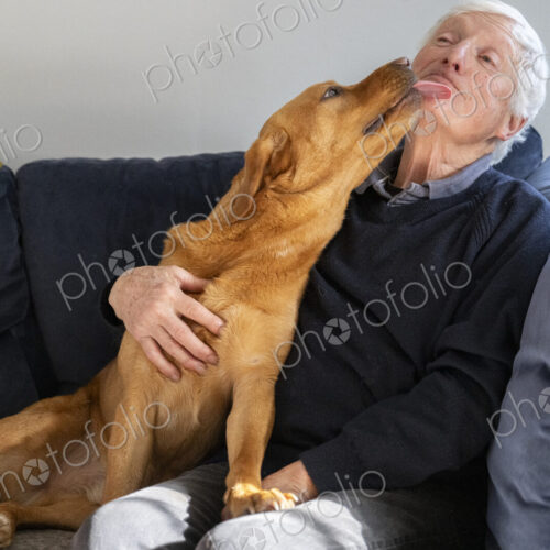 A dog on a sofa enthusiastically licking the face of a senior man,