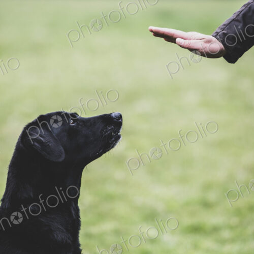 A dog trainer giving a hand command to Black Labrador dog. A dog trainer giving a hand command to Black Labrador dog.
