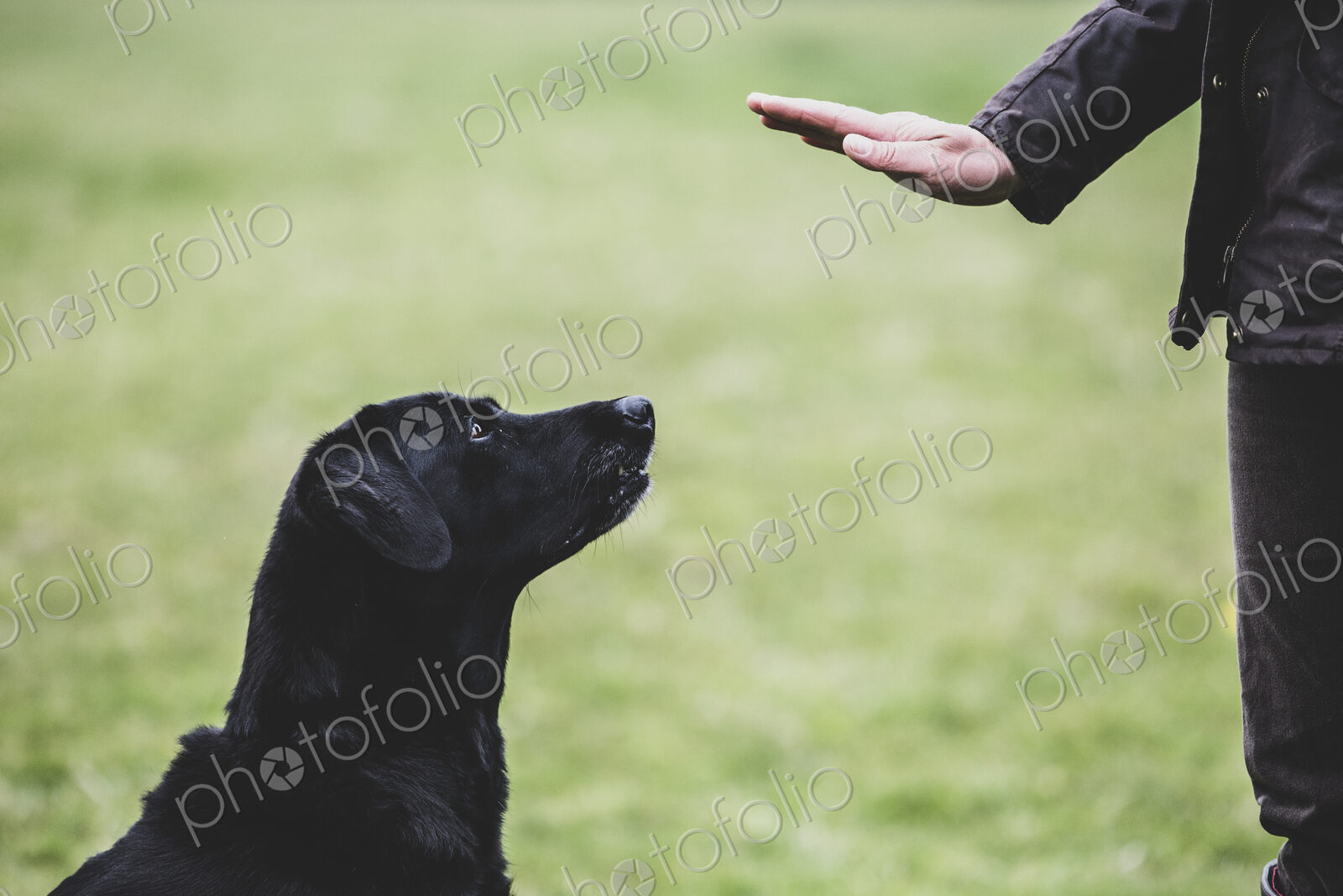 A dog trainer giving a hand command to Black Labrador dog.