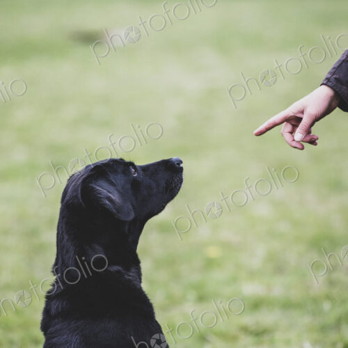 A dog trainer giving a hand command to Black Labrador dog. A dog trainer giving a hand command to Black Labrador dog.