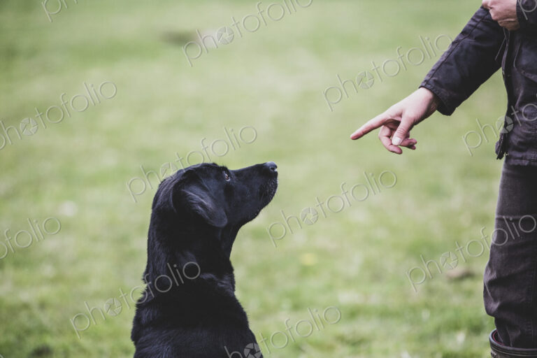 A dog trainer giving a hand command to Black Labrador dog.