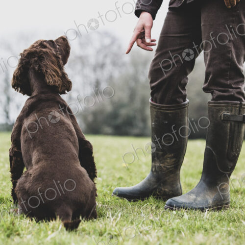 A dog trainer standing outdoors, giving hand command to Brown Spaniel dog.