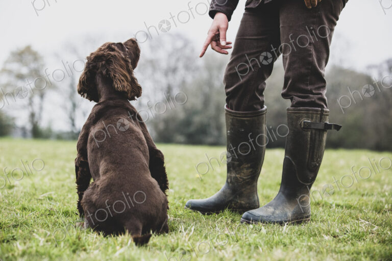 A dog trainer standing outdoors, giving hand command to Brown Spaniel dog.