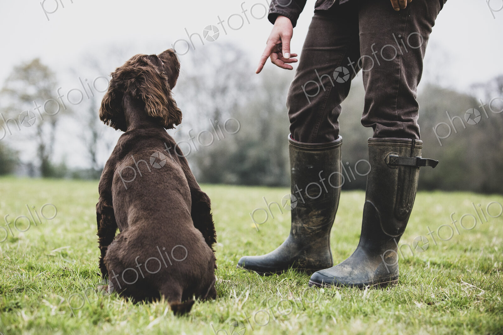 A dog trainer standing outdoors, giving hand command to Brown Spaniel dog.