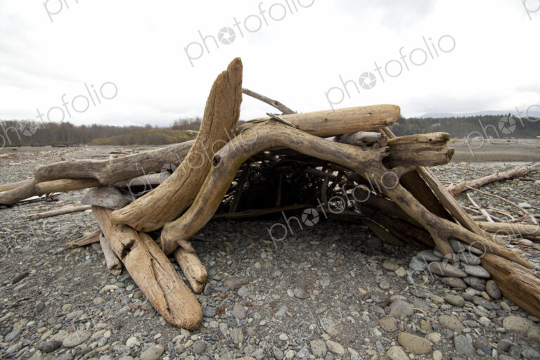 A driftwood den on the beach, made from logs worn smooth by the water and washed up on…