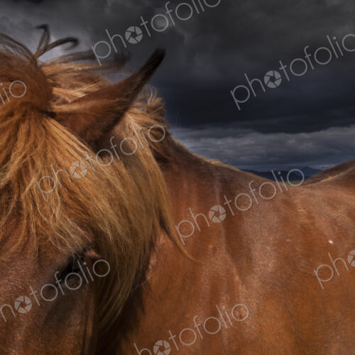 A dun coloured Icelandic horse with a thick brown mane. A dun coloured Icelandic horse with a thick brown mane.