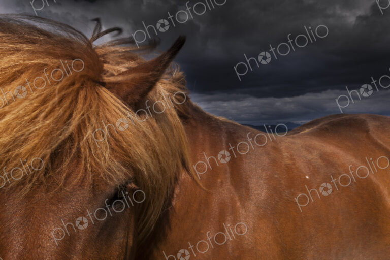 A dun coloured Icelandic horse with a thick brown mane.