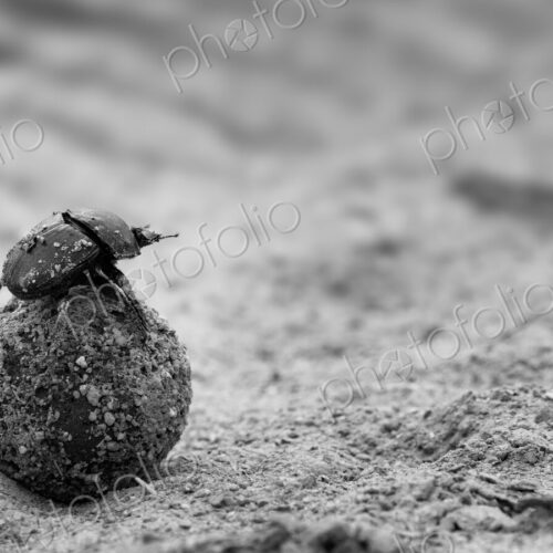 A dung beetle, Scarabaeidae, rolling a ball of dung, in black and white. A dung beetle, Scarabaeidae, rolling a ball of dung, in black and white.