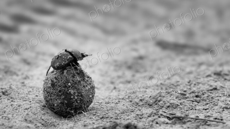 A dung beetle, Scarabaeidae, rolling a ball of dung, in black and white.