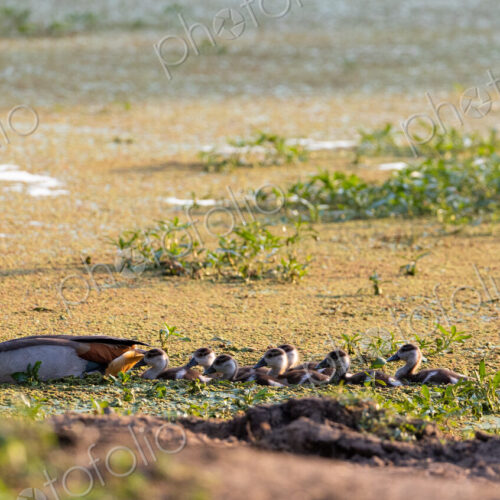 A family of Egyptian geese, Alopochen aegyptiaca, swimming in a dam. A family of Egyptian geese, Alopochen aegyptiaca, swimming in a dam.