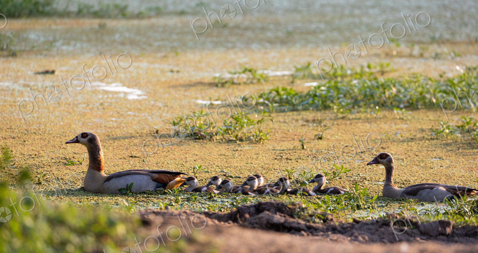 A family of Egyptian geese, Alopochen aegyptiaca, swimming in a dam.