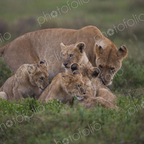 A family of a lion and her cubs on the Serengeti National Park, Tanzania A family of a lion and her cubs on the Serengeti National Park, Tanzania