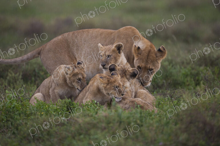A family of a lion and her cubs on the Serengeti National Park, Tanzania