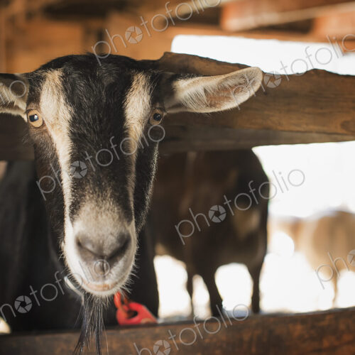 A farm animal on an organic farm. A goat in a pen. A farm animal on an organic farm. A goat in a pen.