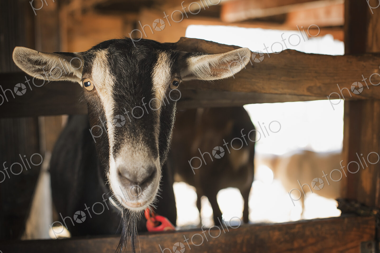 A farm animal on an organic farm. A goat in a pen.