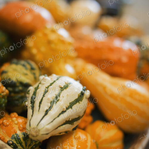 A farm stand, with a display of goudes and squash of different shapes and sizes. A farm stand, with a display of goudes and squash of different shapes and sizes.