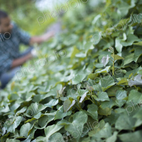 A farmer tending to cucumber plants in an organic garden. A farmer tending to cucumber plants in an organic garden.