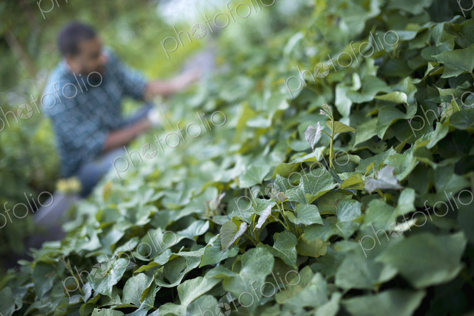 A farmer tending to cucumber plants in an organic garden.