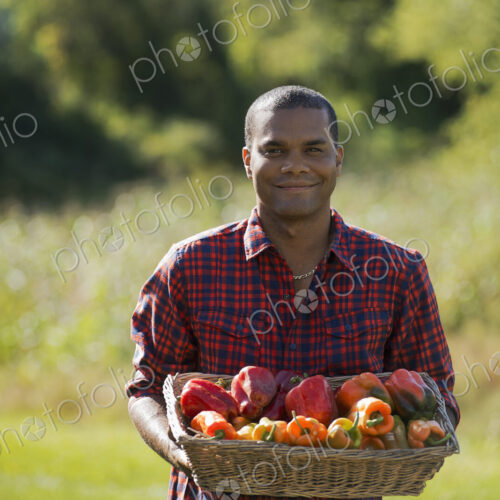 A farmer with a tray of organic bell peppers freshly harvested from the vegetable beds. A farmer with a tray of organic bell peppers freshly harvested from the vegetable beds.