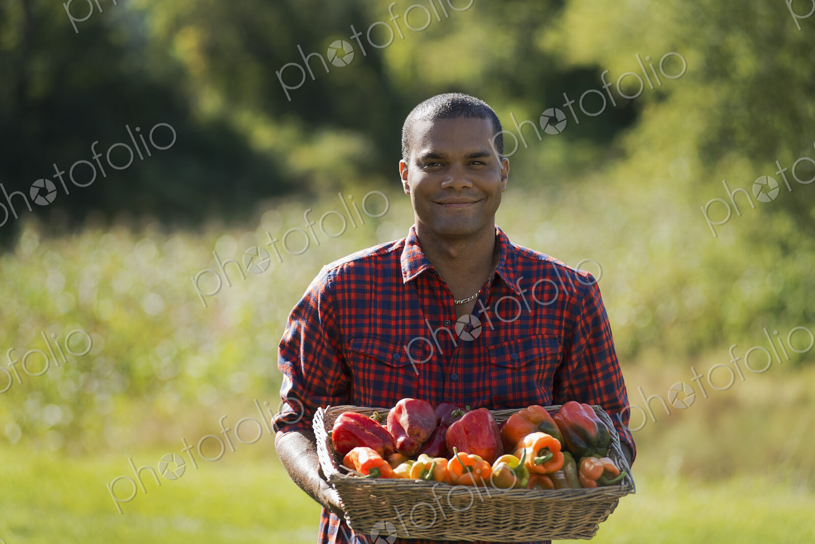 A farmer with a tray of organic bell peppers freshly harvested from the vegetable beds.