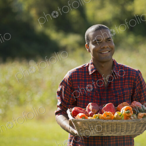 A farmer with a tray of organic bell peppers freshly harvested from the vegetable beds.