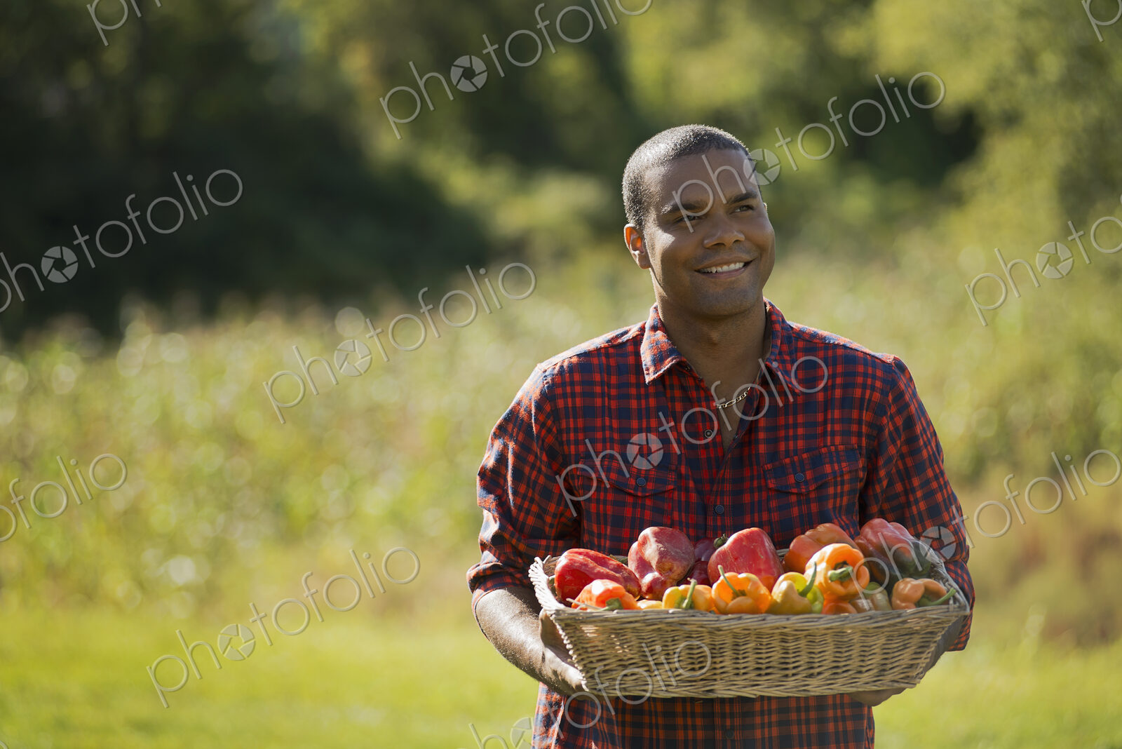 A farmer with a tray of organic bell peppers freshly harvested from the vegetable beds.
