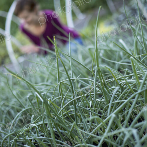 A farmer working among chive herb plants in an organic garden or plant nursery. A farmer working among chive herb plants in an organic garden or plant nursery.
