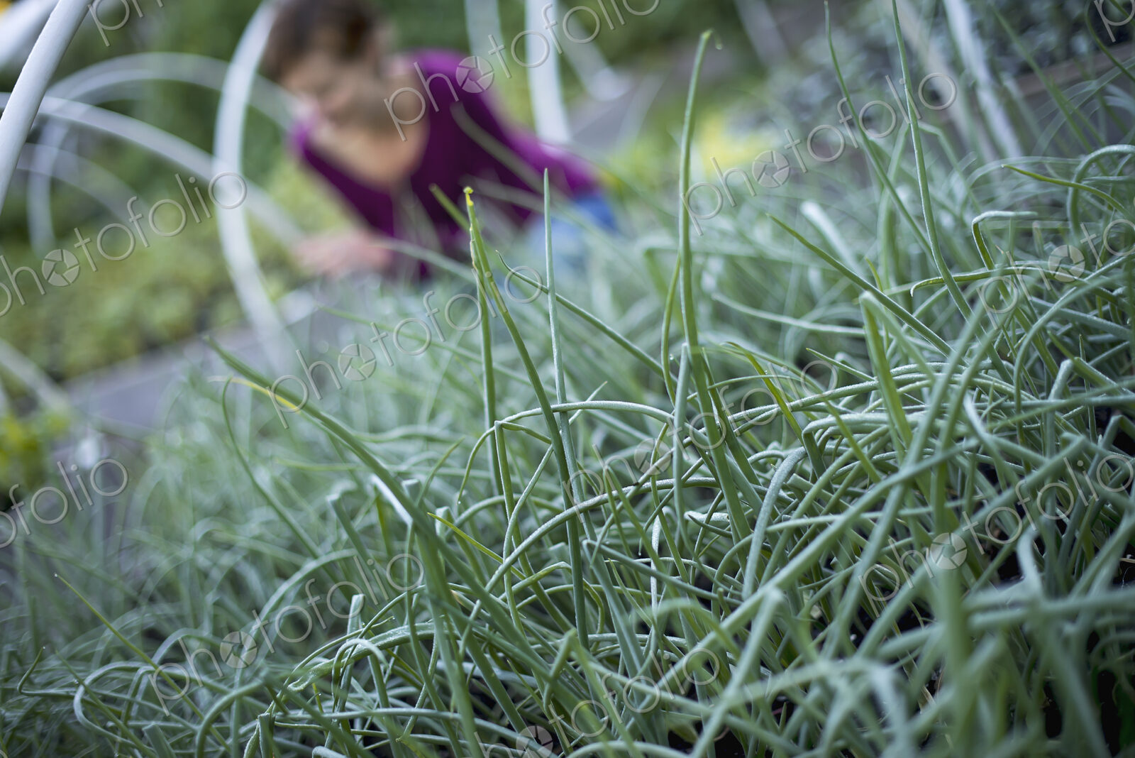 A farmer working among chive herb plants in an organic garden or plant nursery.
