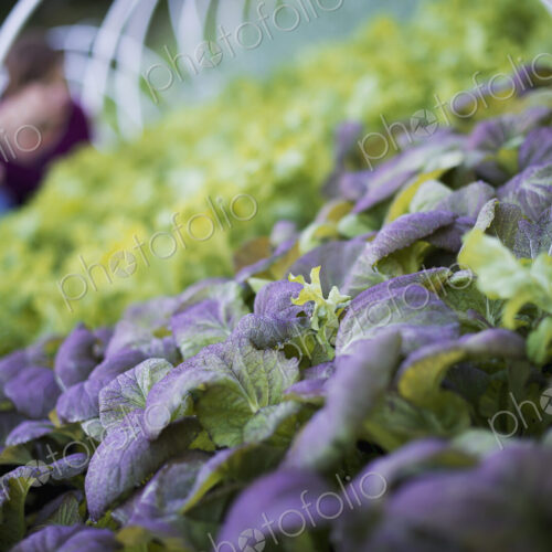 A farmer working among salad plants, lettuce and salad leaf vegetables, in an organic… A farmer working among salad plants, lettuce and salad leaf vegetables, in an organic…