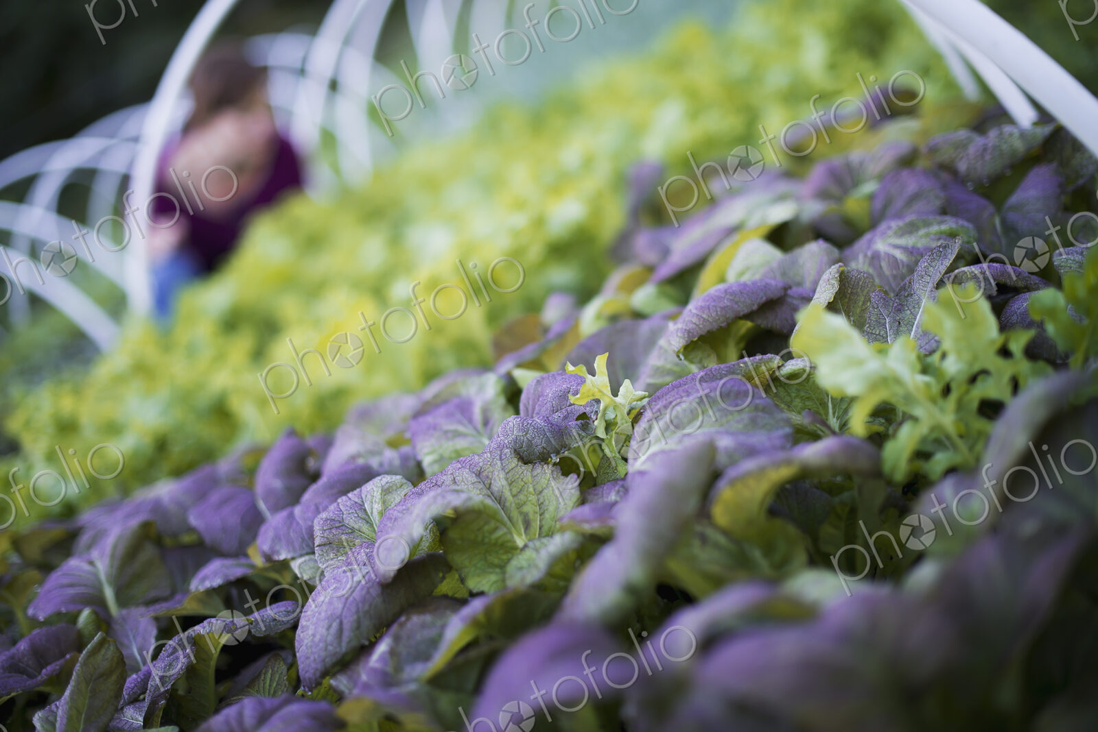 A farmer working among salad plants, lettuce and salad leaf vegetables, in an organic…
