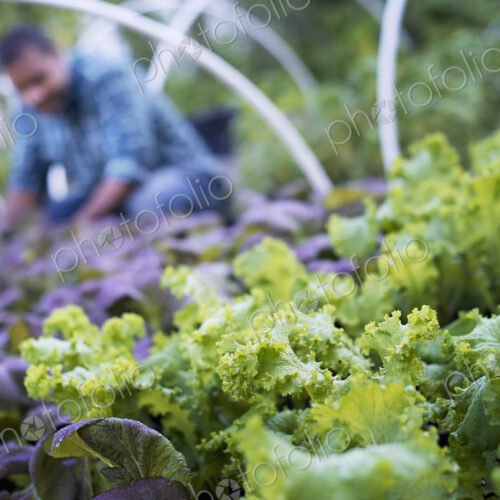 A farmer working among salad plants, lettuce and salad leaf vegetables, in an organic… A farmer working among salad plants, lettuce and salad leaf vegetables, in an organic…