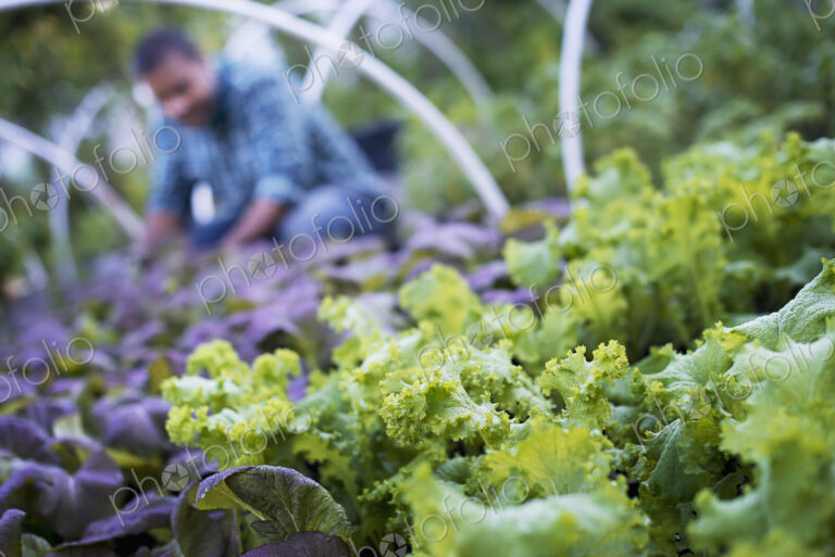 A farmer working among salad plants, lettuce and salad leaf vegetables, in an organic…