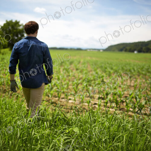 A farmer working in his fields in New York State, USA. A farmer working in his fields in New York State, USA.