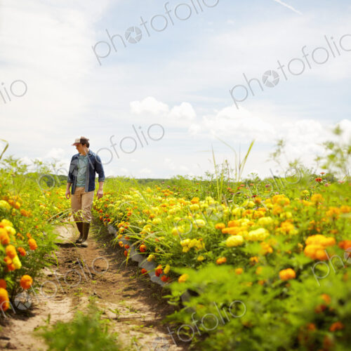 A farmer working in his fields in New York State. A yellow and orange organically… A farmer working in his fields in New York State. A yellow and orange organically…