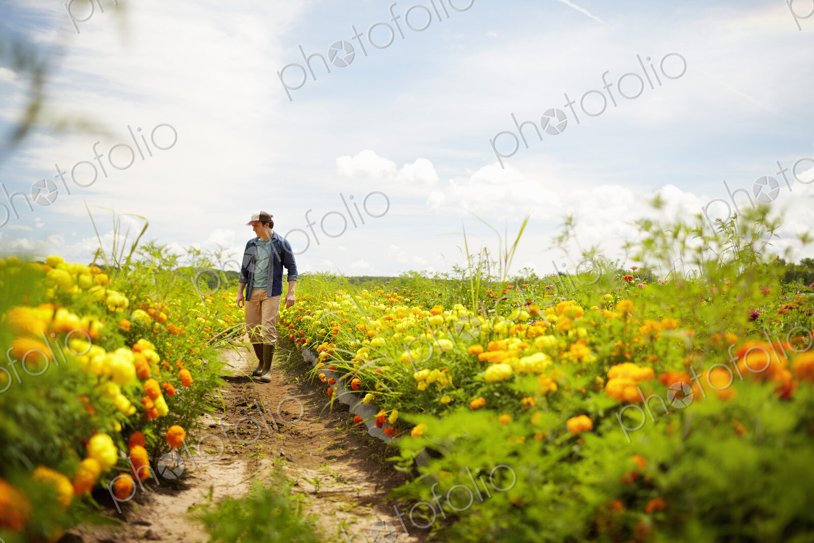 A farmer working in his fields in New York State. A yellow and orange organically…