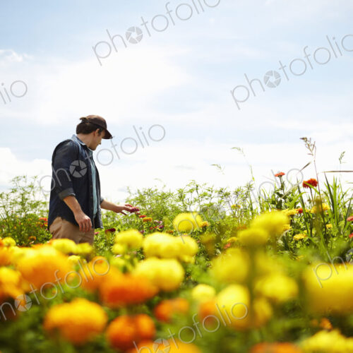 A farmer working in his fields in New York State. A yellow and orange organically… A farmer working in his fields in New York State. A yellow and orange organically…