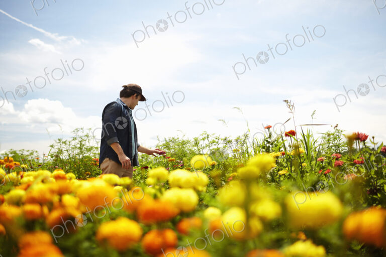 A farmer working in his fields in New York State. A yellow and orange organically…
