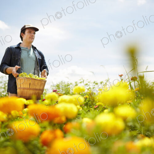 A farmer working in his fields in New York State. A yellow and orange organically… A farmer working in his fields in New York State. A yellow and orange organically…