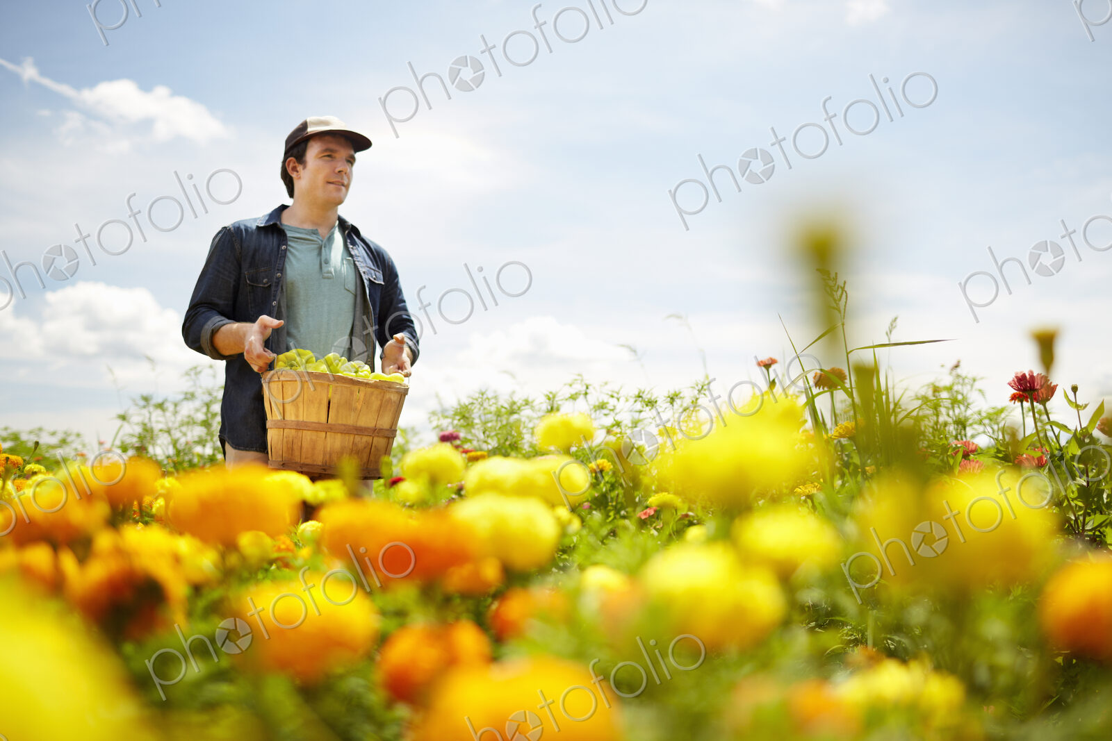 A farmer working in his fields in New York State. A yellow and orange organically…