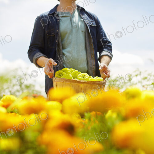 A farmer working in his fields in New York State. A yellow and orange organically… A farmer working in his fields in New York State. A yellow and orange organically…