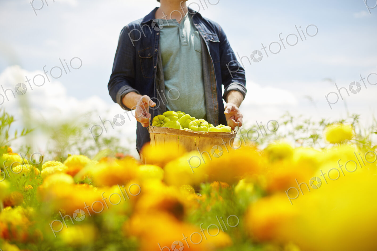 A farmer working in his fields in New York State. A yellow and orange organically…